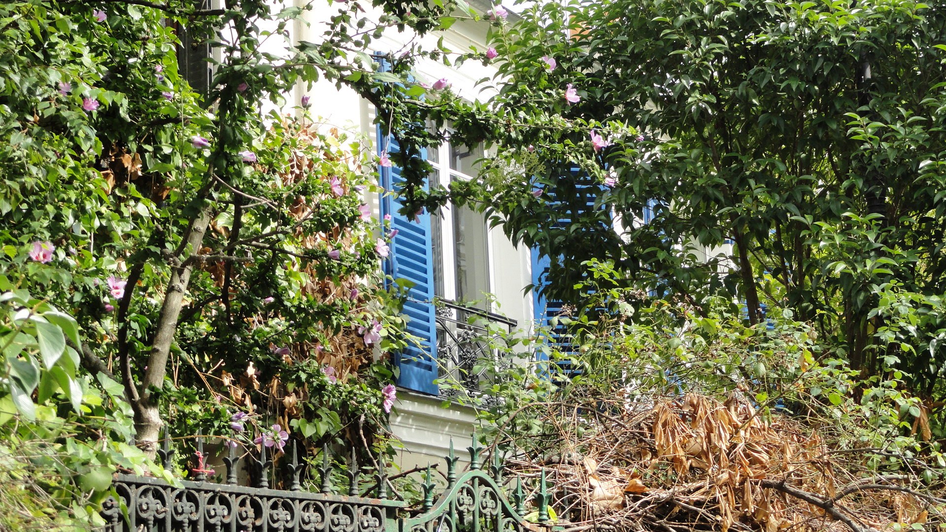 La Cité Bauer, Paris 14e - Volet bleu et végétation