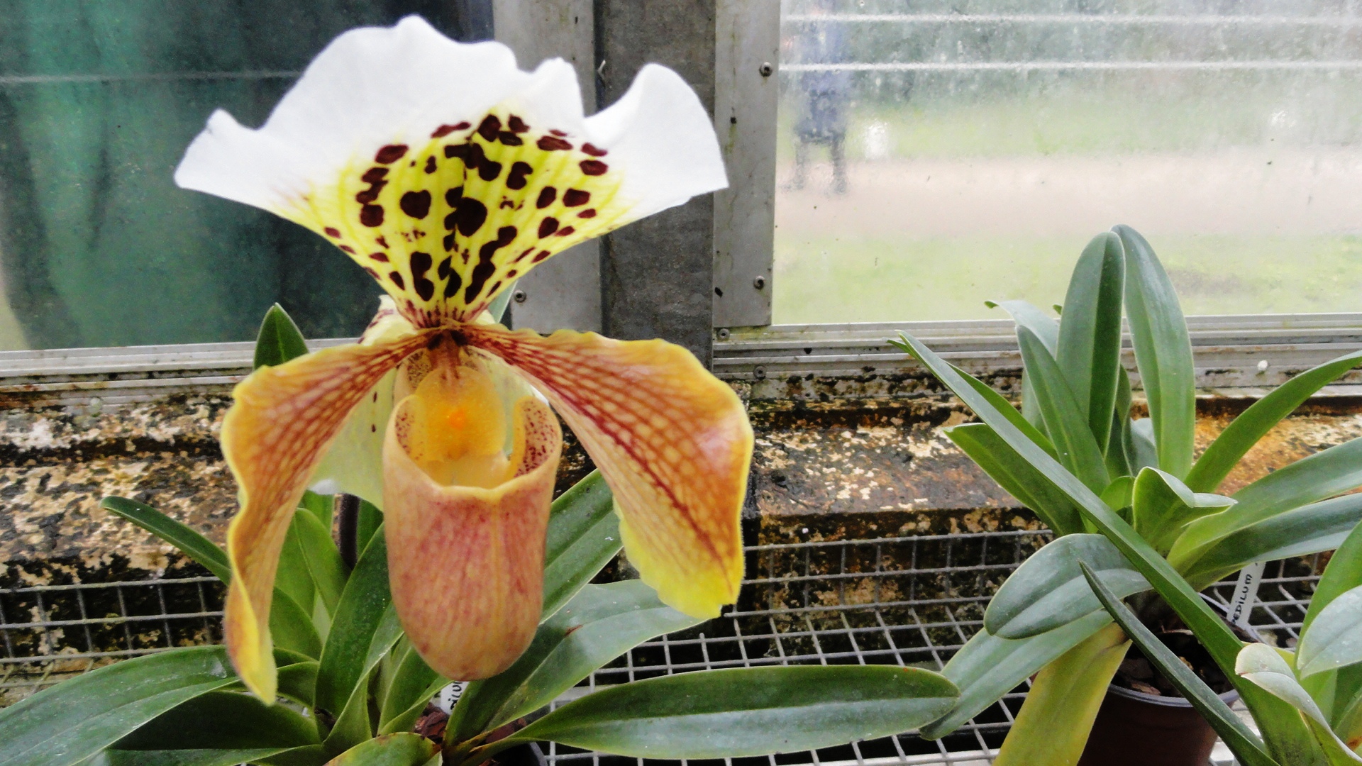 Jardin des Serres d'Auteuil, Paris 16e - Serres Chaudes, orchidées