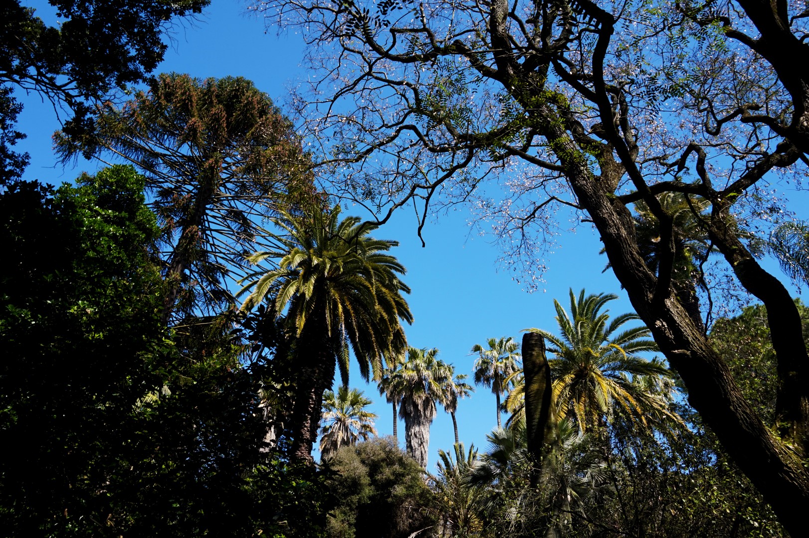 Lisbonne - Jardin Botanique Tropical
