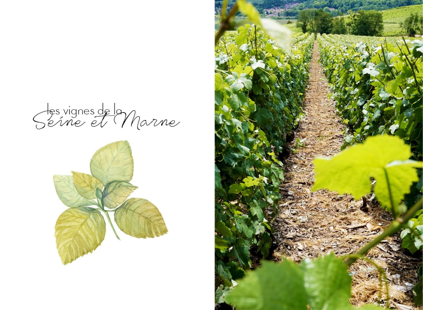 Randonnée dans les vignes de Champagne - Seine et Marne