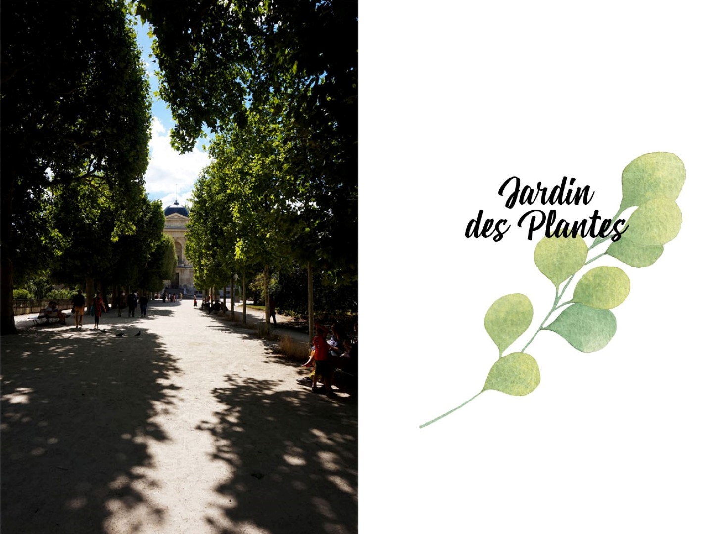 Balade dans le sud du 5e arrondissement de Paris - Jardin des Plantes