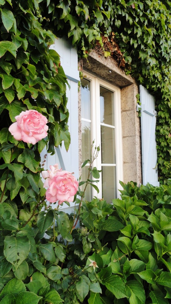 Fenêtre, lierre et roses
