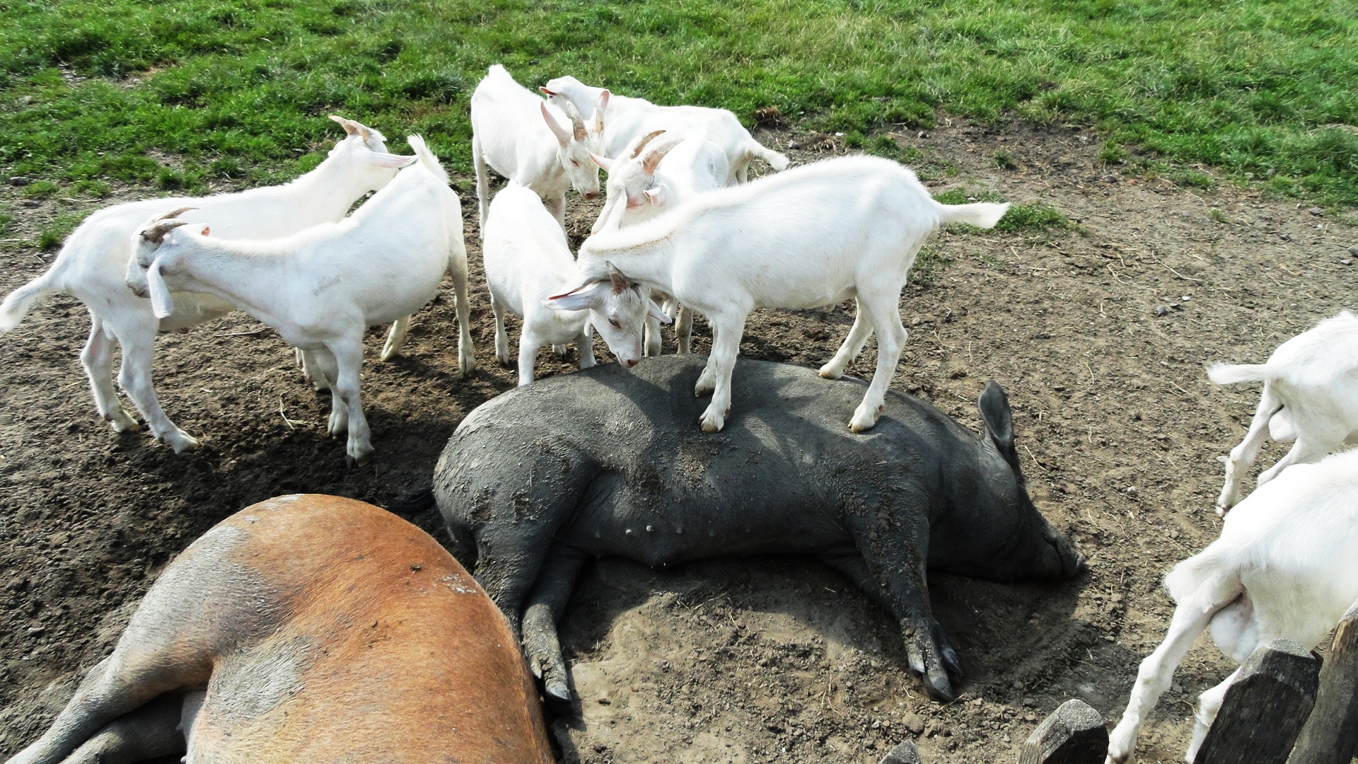 Amsterdamse Bos - Massage d'un cochon par une biquette