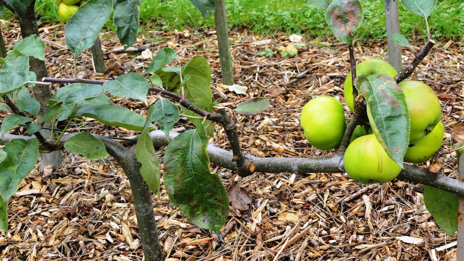 Jardins Albert Kahn - Verger - Pommes
