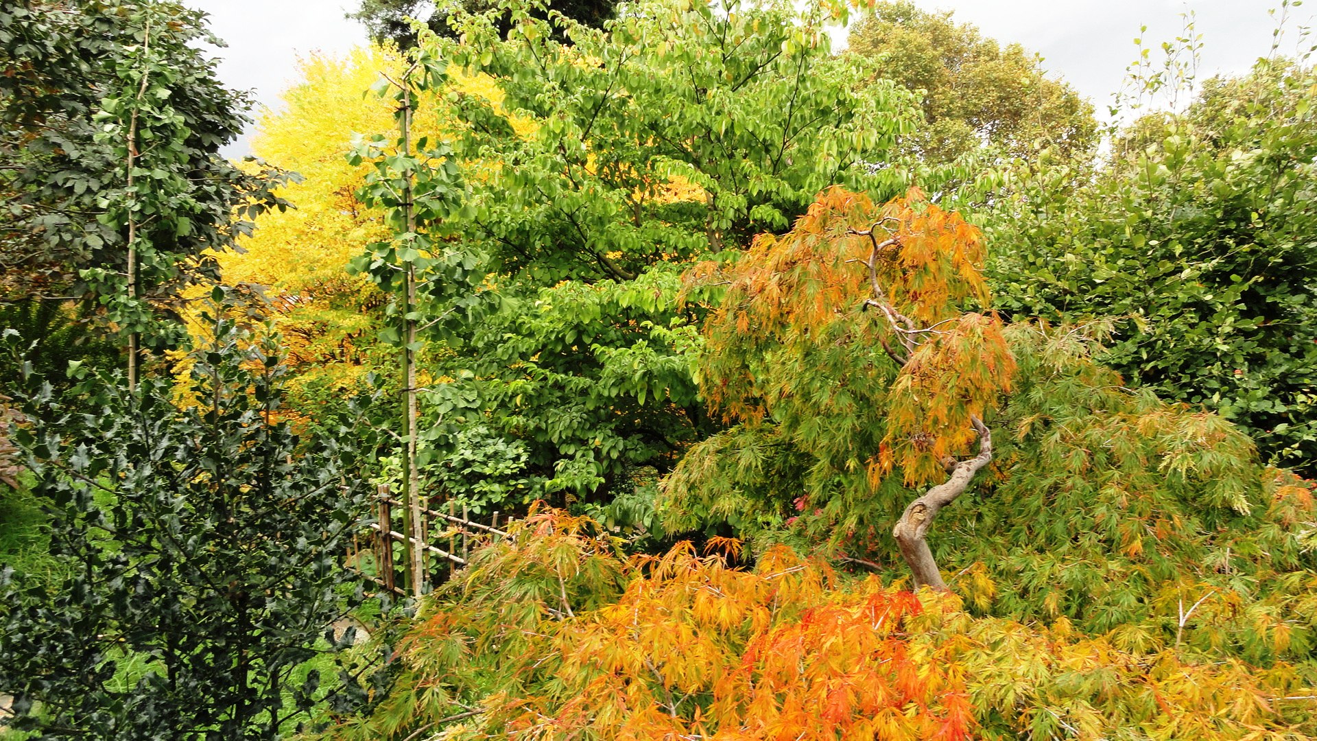 Jardins Albert Kahn - Les couleurs de l'automne